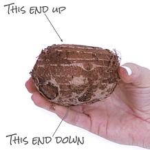 Van Zyverden Goth Patio Gardening Elephant Ear Black Stem Kit