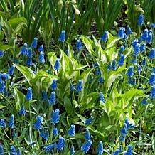 Van Zyverden Grape Hyacinths, Set of 25 Bulbs