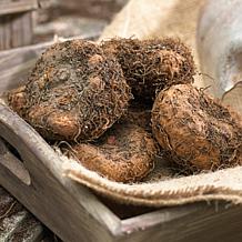 Van Zyverden Hanging Basket Begonias Golden Balcony Set of 1 Bulb