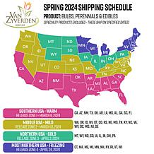 Van Zyverden Hanging Basket Begonias Golden Balcony Set of 1 Bulb