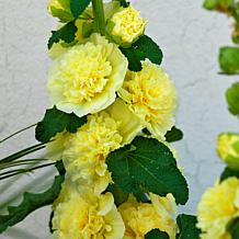 Van Zyverden Hollyhocks Alcea Rosea Yellow Set of 5 Roots