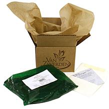 Van Zyverden Hosta Big Daddy Set of 1 Root