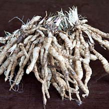 Van Zyverden Hosta Firn Line - Set of 3 Roots