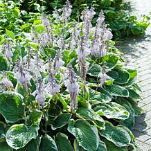 Van Zyverden Hosta Minuteman Set of 3 Roots