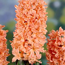 Van Zyverden Hyacinths Gipsy Queen Set of 10 Bulbs