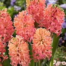 Van Zyverden Hyacinths Sweet Invitation, Set of 10 Bulbs