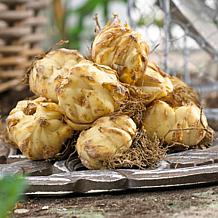 Van Zyverden Lilies Oriental Stargazer Set of 2 Bulbs