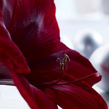 Van Zyverden Mega Amaryllis Red Pearl Limited Availability, 1 Bulb