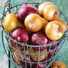 Van Zyverden Onion Sets Red Set of 250 Bulbs
