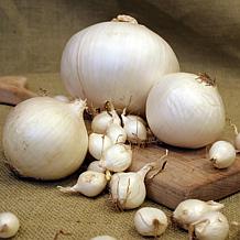 Van Zyverden Onion Sets White Set of 250 Bulbs
