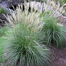 Van Zyverden Ornamental Dwarf Maiden Grass One 3.25" Dormant Plant