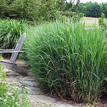 Van Zyverden Ornamental Grass Blue Switch (1) 3.25" Dormant Plant