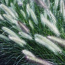 Van Zyverden Ornamental Grass Dwarf Fountain (1) 3.25" Dormant Plant