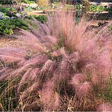 Van Zyverden Ornamental Grass Pink Muhly 1 Dormant Plant