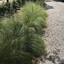 Van Zyverden Ornamental Grass Prairie Dropseed 3.25" Dormant Plant