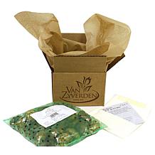 Van Zyverden Paperwhites, Set of 25 Bulbs