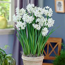 Van Zyverden Paperwhites, Set of 25 Bulbs
