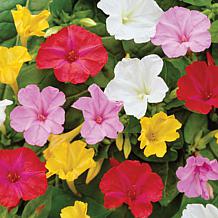 Van Zyverden Patio Four O'Clocks w/ Green Planter, Soil & Growers Pot