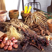 Van Zyverden Patio Gardening Blueberry Bluecrop Kit