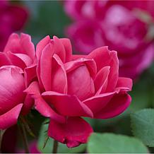 Van Zyverden Patio Gardening Double Knock Out Rose Kit