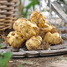 Van Zyverden Patio Golden Romance Lilies Kit