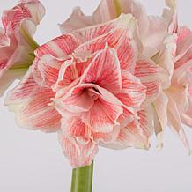 Van Zyverden Premium Fast Track Amaryllis Double Time Set of 1 Bulb