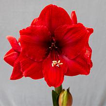 Van Zyverden Premium Fast Track Amaryllis Hypersonic Set of 1 Bulb