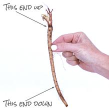 Van Zyverden Sea Holly Jos Eijking Set of 3 Roots