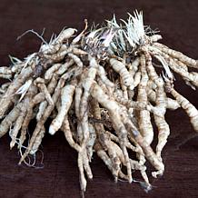 Van Zyverden Tall Phlox Mixed Set of 3 Roots