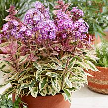 Van Zyverden Tall Phlox Olympus Set of 3 Roots