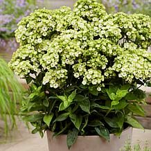 Van Zyverden Tall Phlox Orchid Green Set of 5 Roots