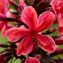 Van Zyverden Tall Phlox Paniculata Cleopatra Set of 3 Roots