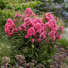 Van Zyverden Tall Phlox Paniculata Cleopatra Set of 5 Roots