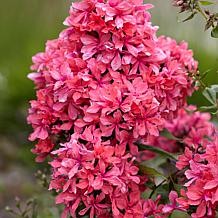 Van Zyverden Tall Phlox Paniculata Cleopatra Set of 9 Roots