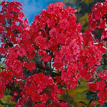 Van Zyverden Tall Phlox Paniculata Starfire Set of 5 Roots