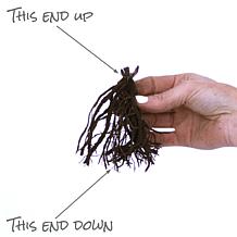 Van Zyverden Tall Phlox Paniculata Starfire Set of 5 Roots