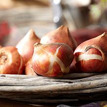 Van Zyverden Tulips Extended Bloom Cotton Candy Mixture - 25 Bulbs