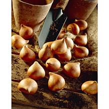 Van Zyverden Tulips Popcorn, Set of 25 Bulbs