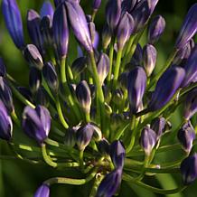 VanZyverden Agapanthus Blue Roots 3-Pack