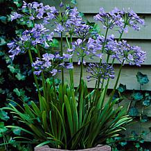 VanZyverden Agapanthus Kit w/ Ratten Planter, Planting Medium and Root