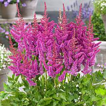 VanZyverden Astilbe Visions® Roots 5-Pack