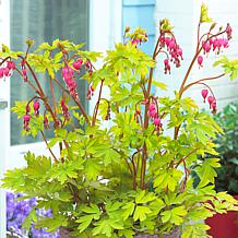 VanZyverden Bleeding Heart Kit w/ Planter, Planting Medium and Root