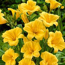 VanZyverden Butterfly Magnet Collection Set of 13 Roots