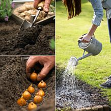 VanZyverden Daffodils Kitchen Sink Mixture 100pc Bulbs