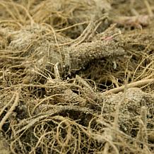 VanZyverden Echinacea Fatal Attraction - Set of 3 Roots