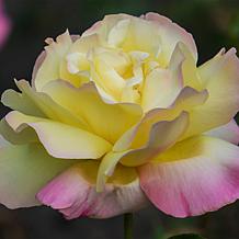 VanZyverden Garden Party Roses Root