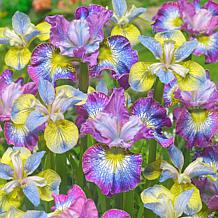 VanZyverden Iris Siberica How Audacious 5-piece Root Set