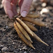 VanZyverden Red Hot Poker Kit w/ Planter, Planting Medium and Root