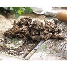 Wind Flowers Anemones St. Brigid Mixed Set of 25 Bulbs