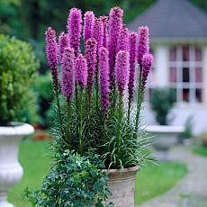 Blazing Star Liatris Spicata Set of 25 Bulbs